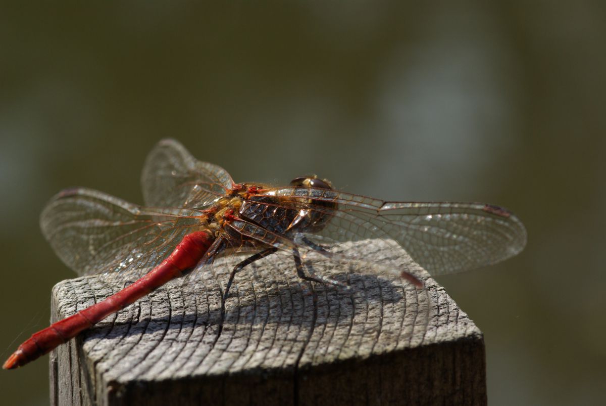 赤とんぼ 動物 虫 昆虫 Ganref