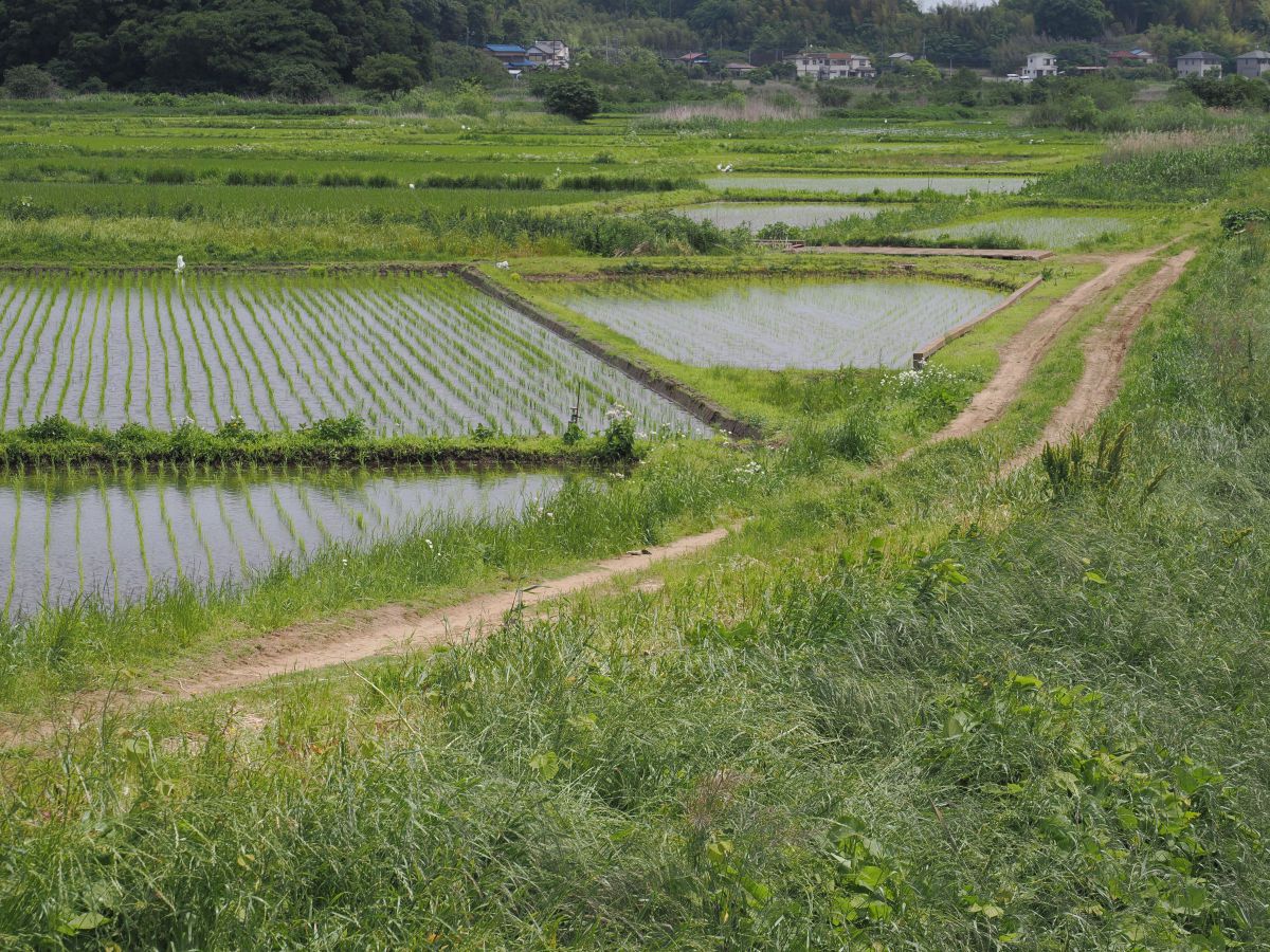 田園風景 | GANREF