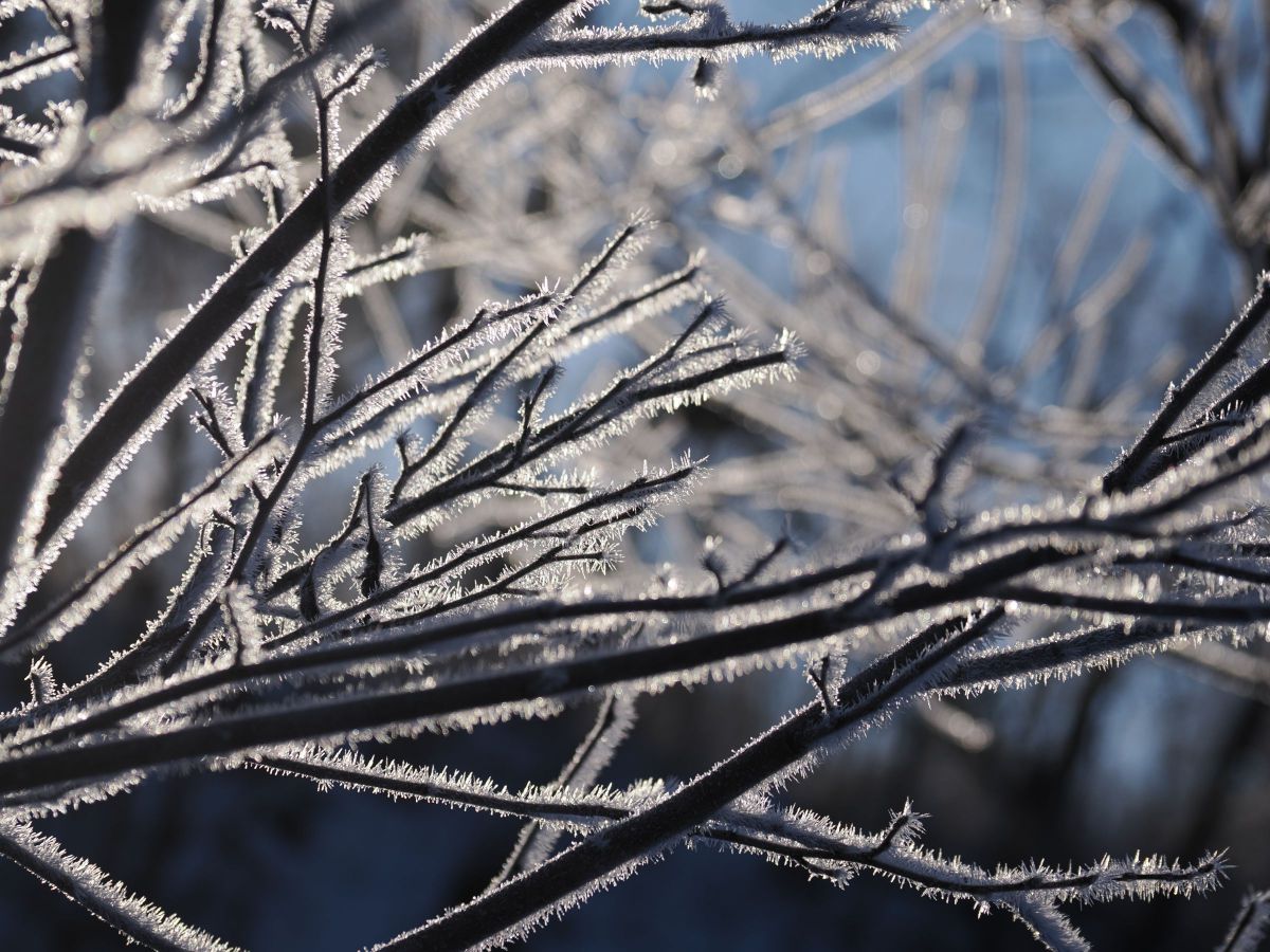 Winter Art | GANREF