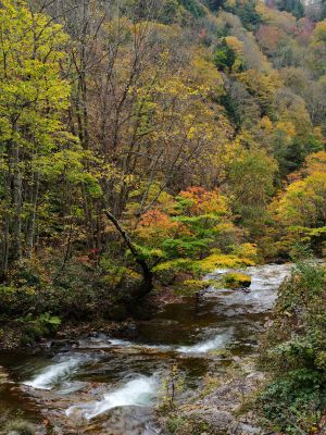 【はっぱ様】fujifilm 秋の流れ | GANREF