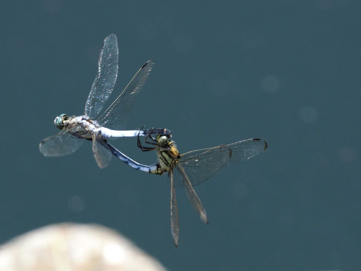 ランデブー GANREF