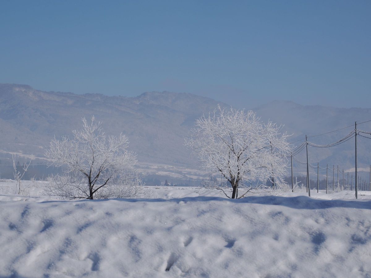 [原画]　雪景色 ミニ原画】雪景色（アクリル画）☆冬 雪 ツリー 風景画 絵画インテリア