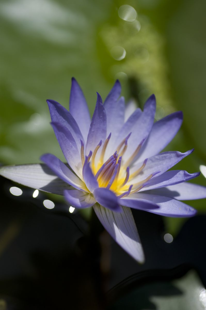 神々しい 植物 花 花びら Ganref