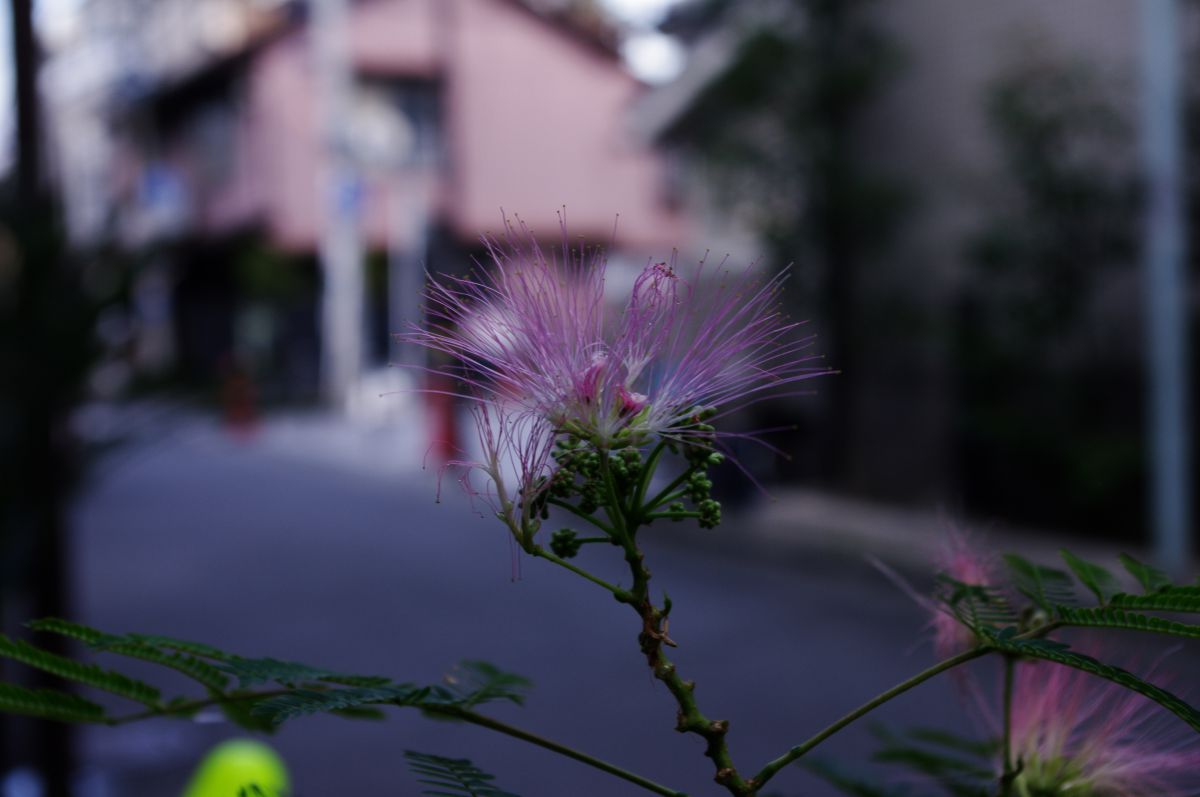 ぽんぽん 植物 花 花びら Ganref