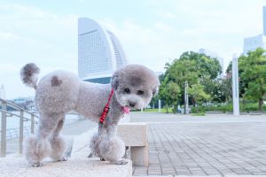 おパンツカット 動物 犬 Ganref