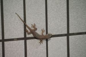 ヤモリさん MDAwMDA1NjQ2Mw_MC45NjAzNjIwMCA