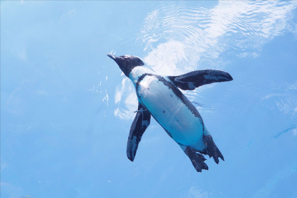 ペンギンは飛ぶのか 動物 鳥類 Ganref