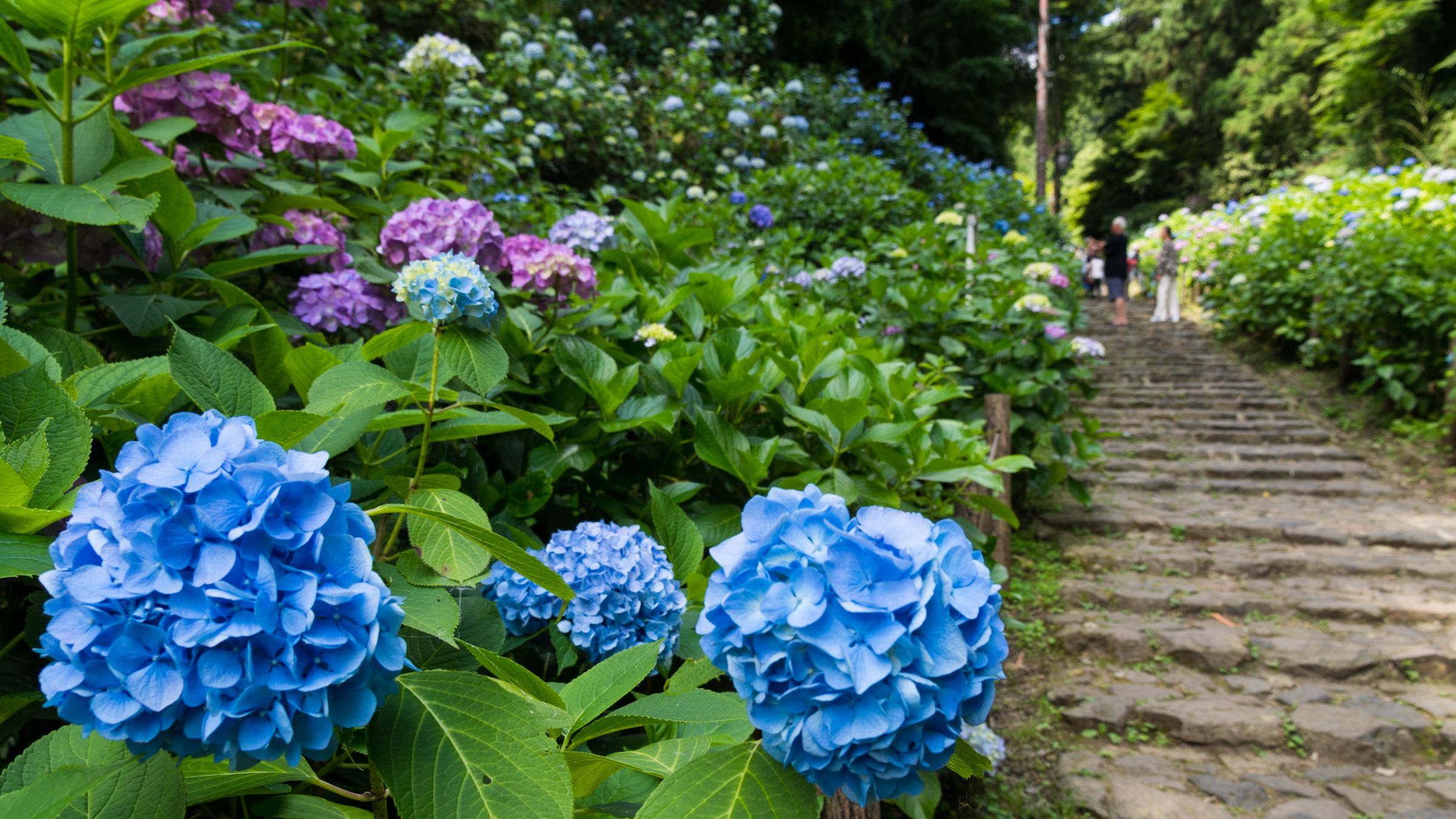 美空 限定MD 紫陽花の咲く道 美空 限定MD 紫陽花の咲く道