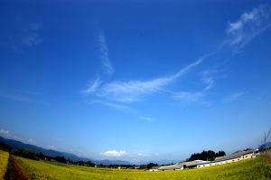 スカイフィッシュ 022c400ebb00a282e549ddf29506c9