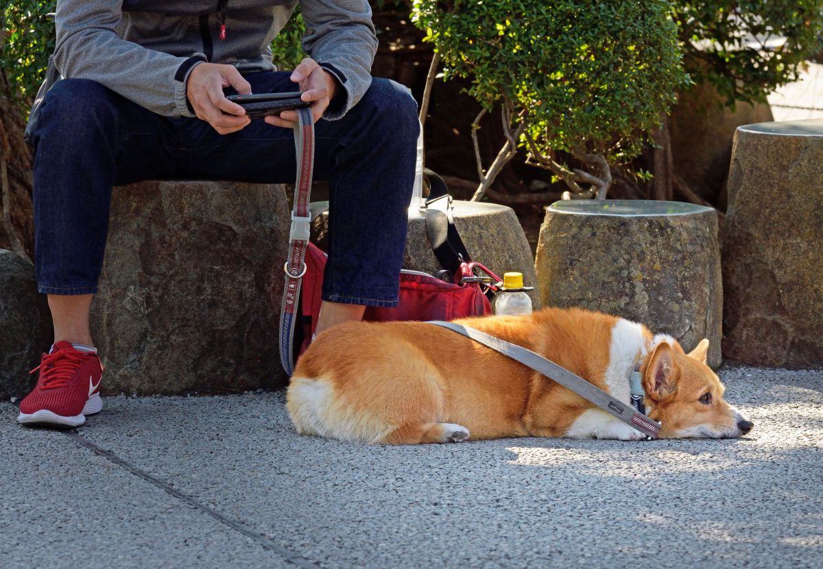 ちょっと退屈 動物 犬 Ganref
