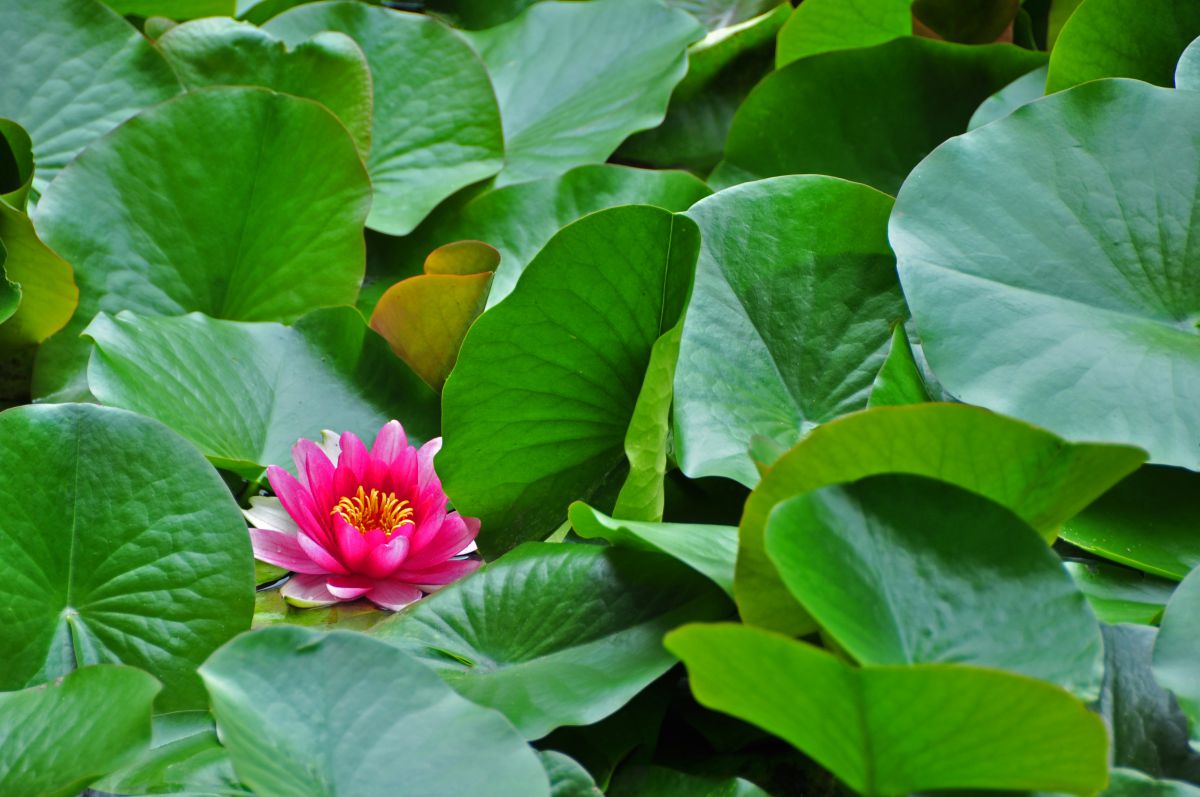 道庁赤れんが旧庁舎の池に咲くハスの花 植物 花 花びら Ganref