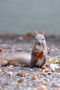 MDAwMDA2NDE2OA_MC40MjgzMjAwMCA