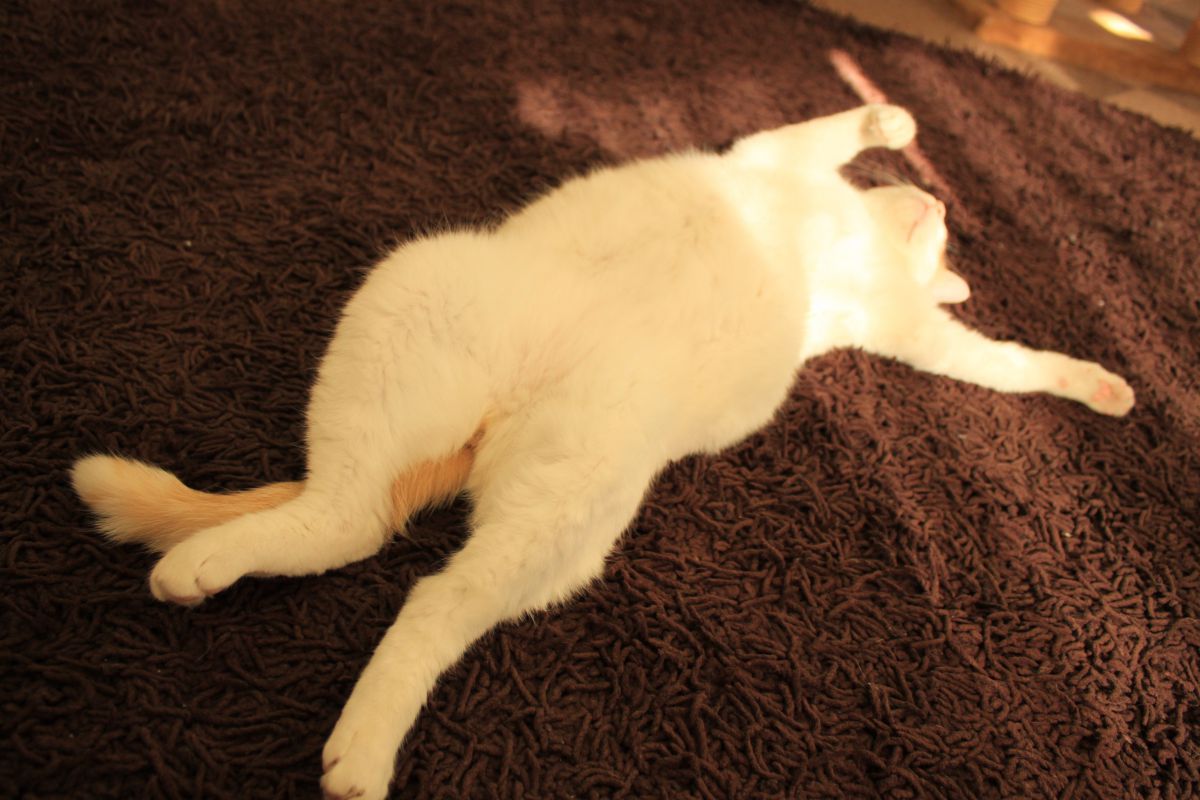 煮るなり焼くなり好きにしな 動物 猫 Ganref