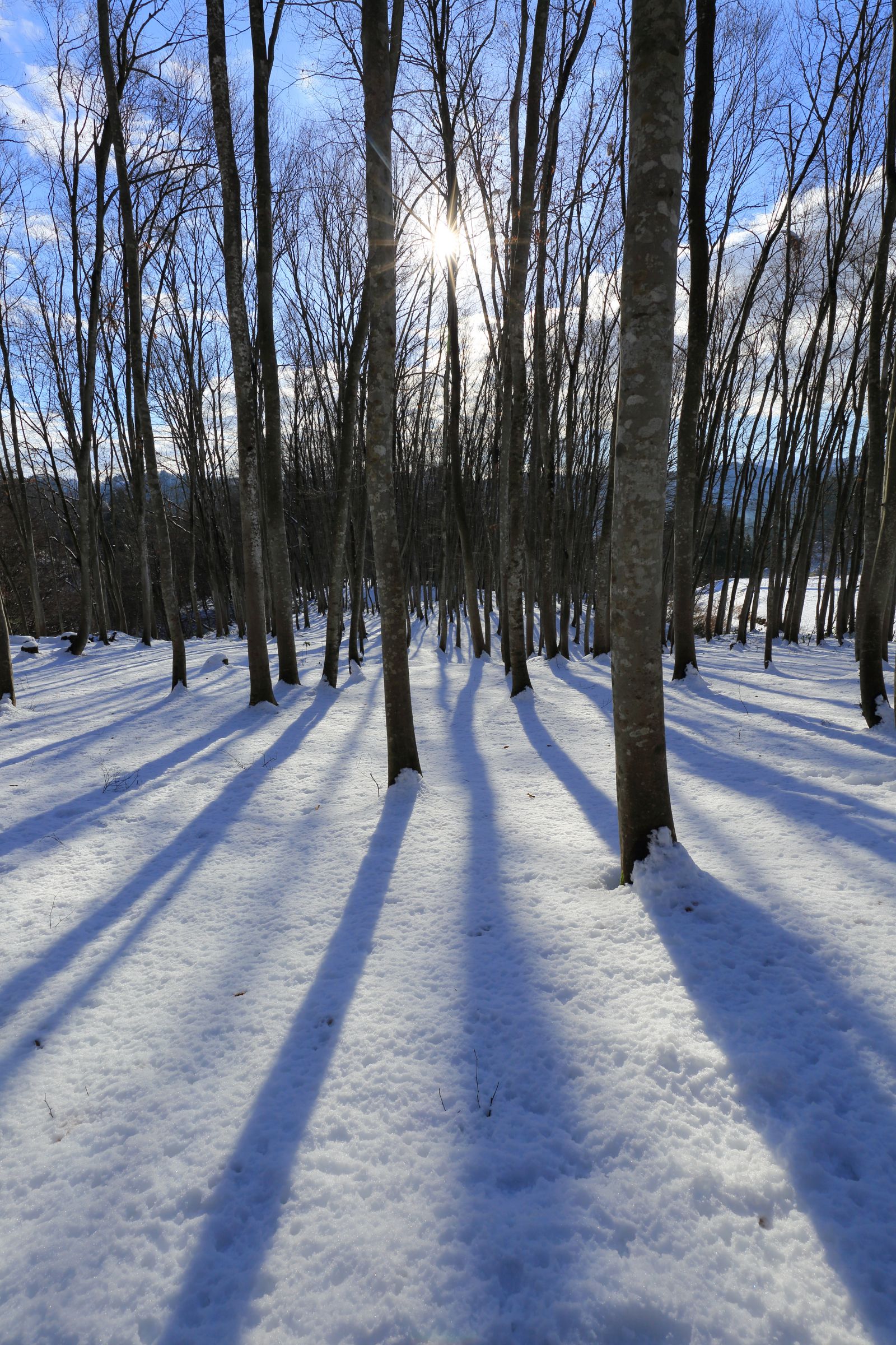 初冬の晴れ間 | GANREF