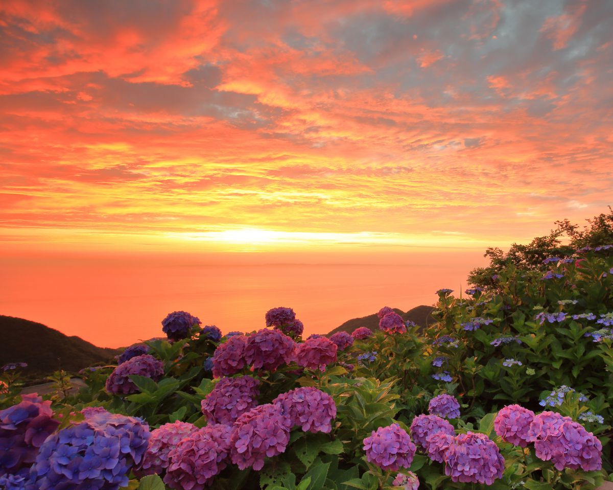 夕焼け紫陽花 植物 花 花びら Ganref