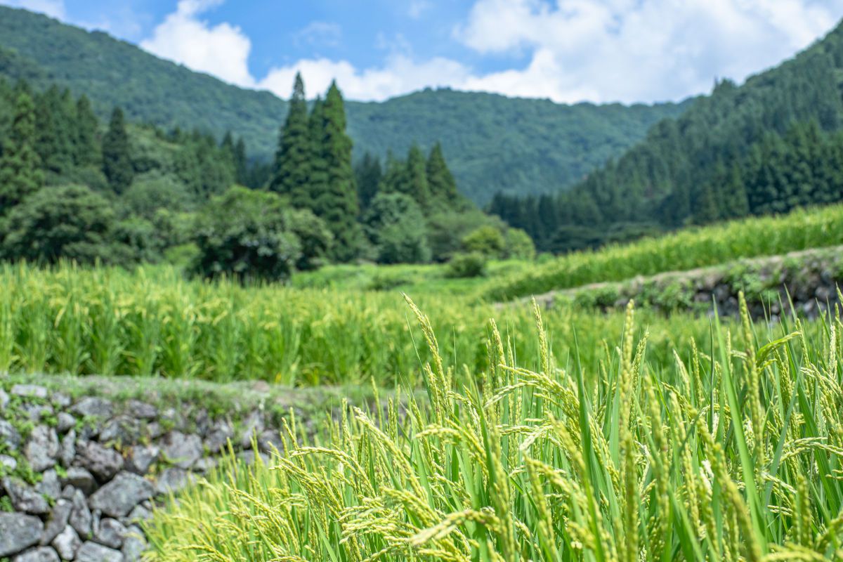 ZEISS Distagon T* 1.4/35 ZMで撮影された写真 | 写真検索 | GANREF