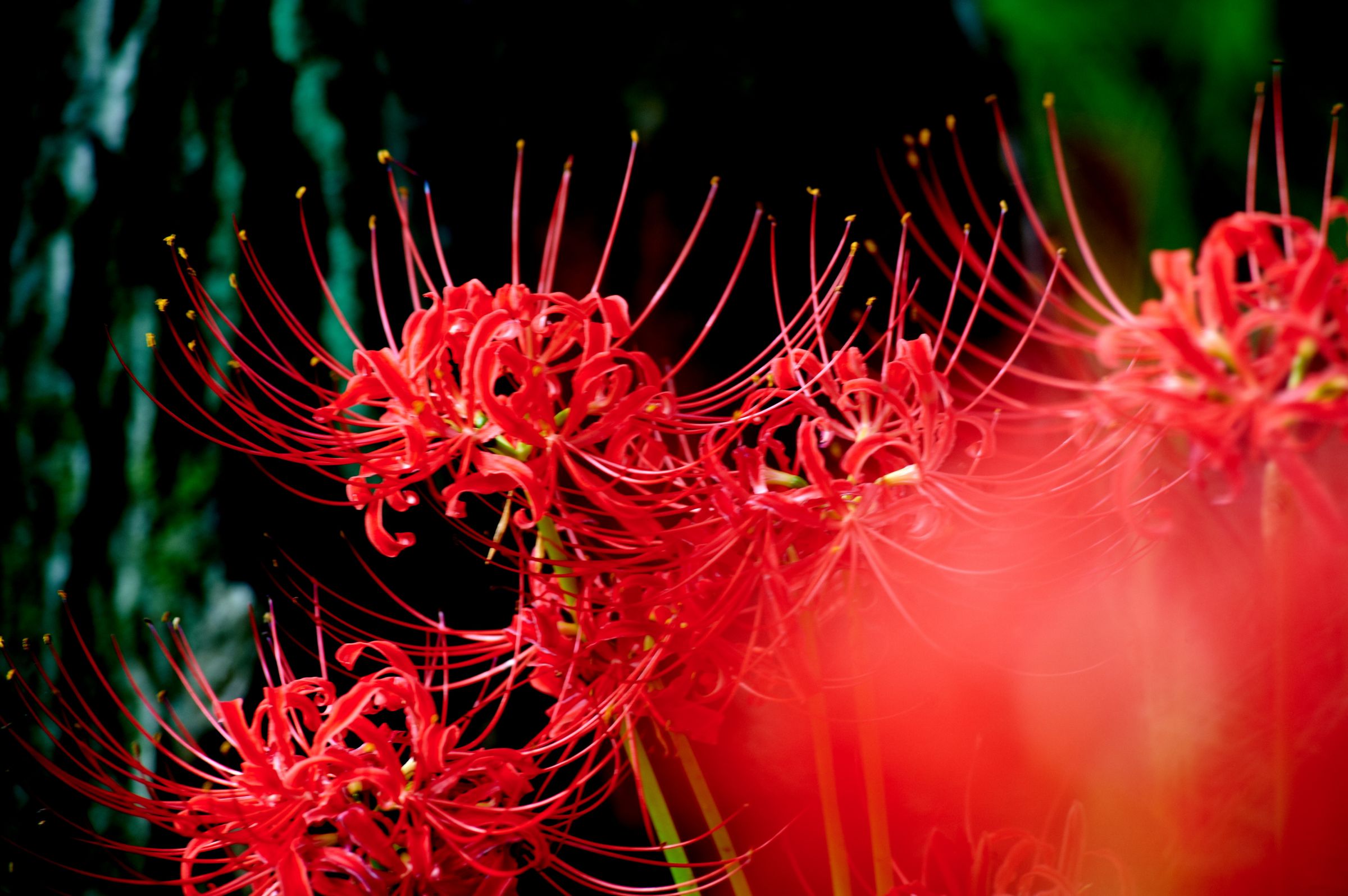 炎花 Pyromania® 'Orange Blaze' - Red Hot Poker - Kniphofia hybrid