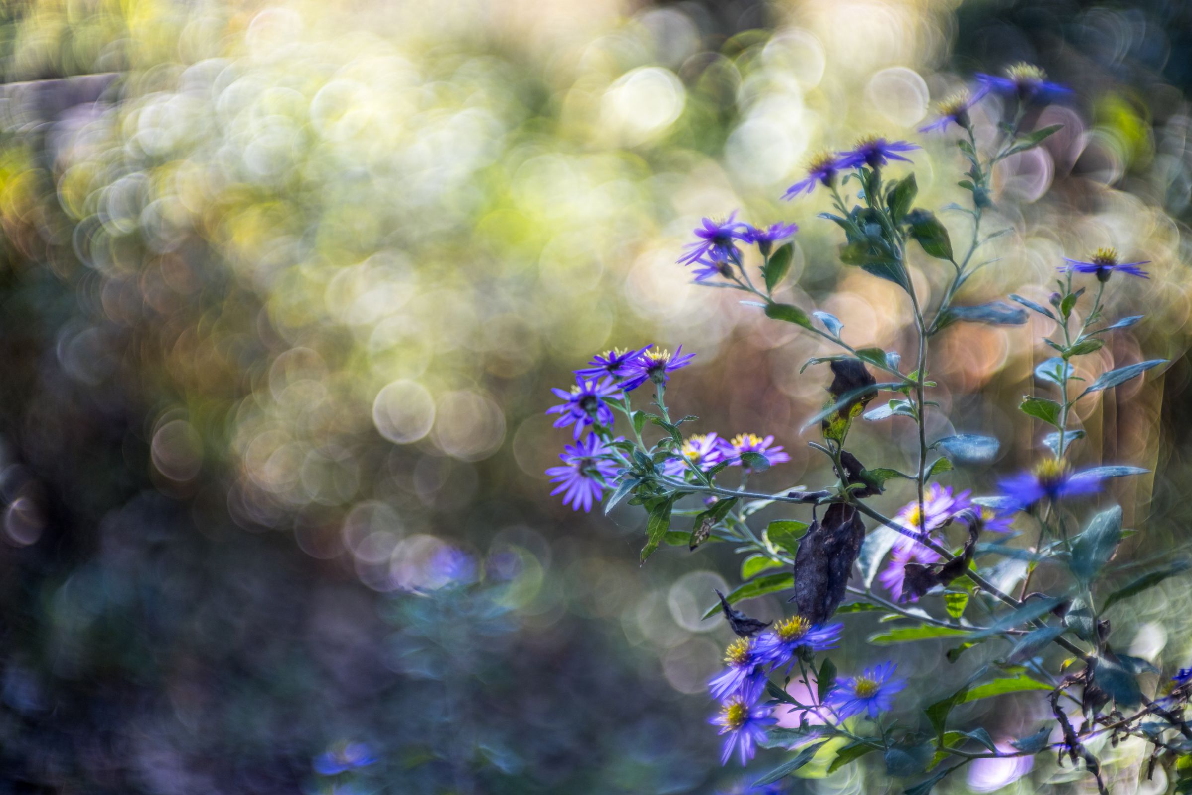 秋の花にキラキラを添えて | GANREF