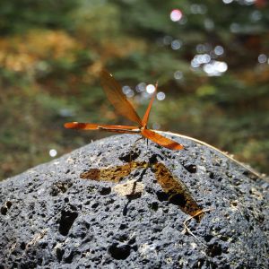 とんぼ様 トンボ とんぼ 大型角度調節板トンボ アルミ合金製 コンクリート専用