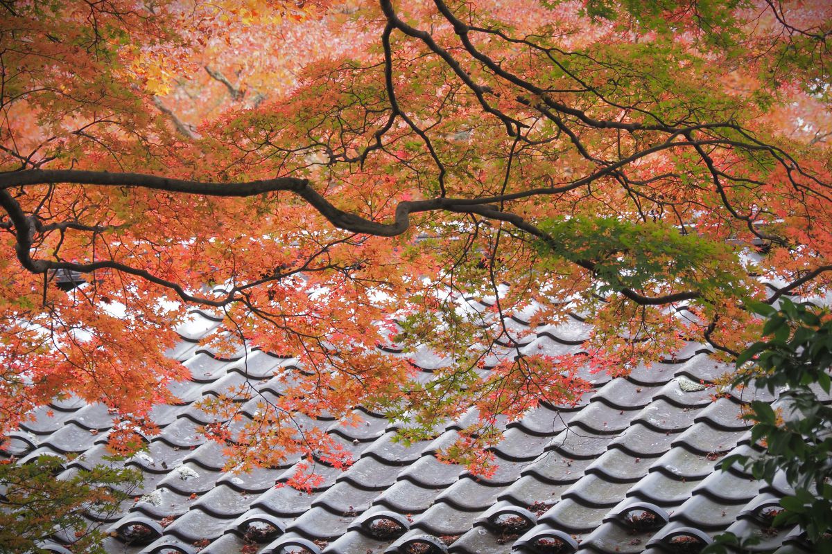 紅葉の瓦屋根 | GANREF
