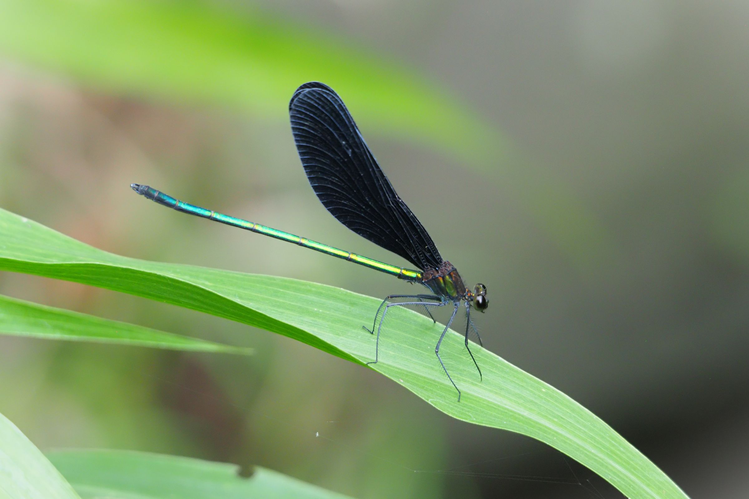 とんぼ様 神様トンボ | GANREF