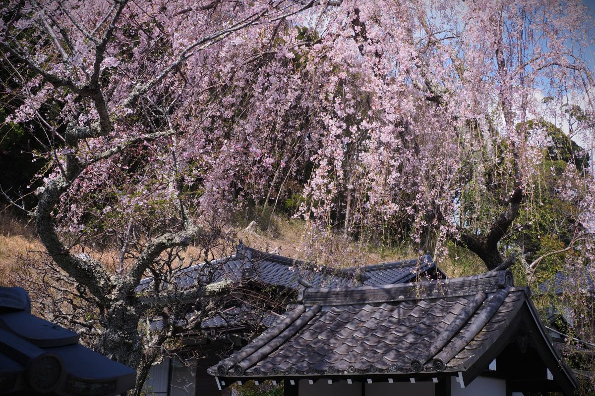 シダレザクラ GANREF