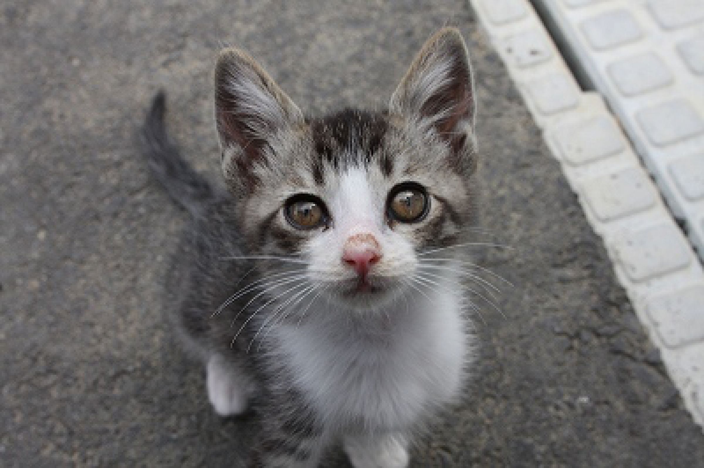 のらねこ | GANREF