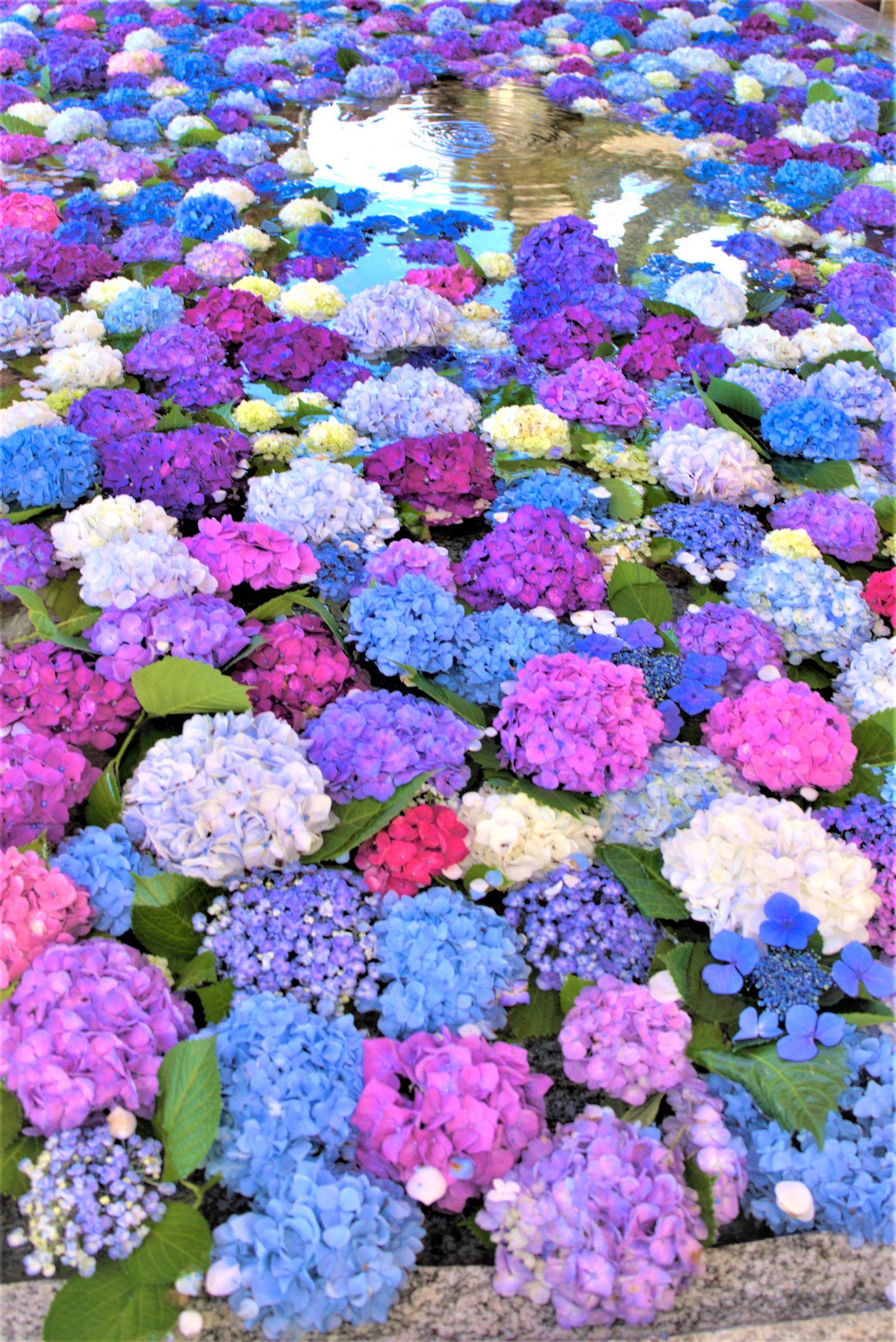 水中花眼鏡スタンド　ドクロ　紫のお花畑 水中花眼鏡スタンド ドクロ 紫のお花畑