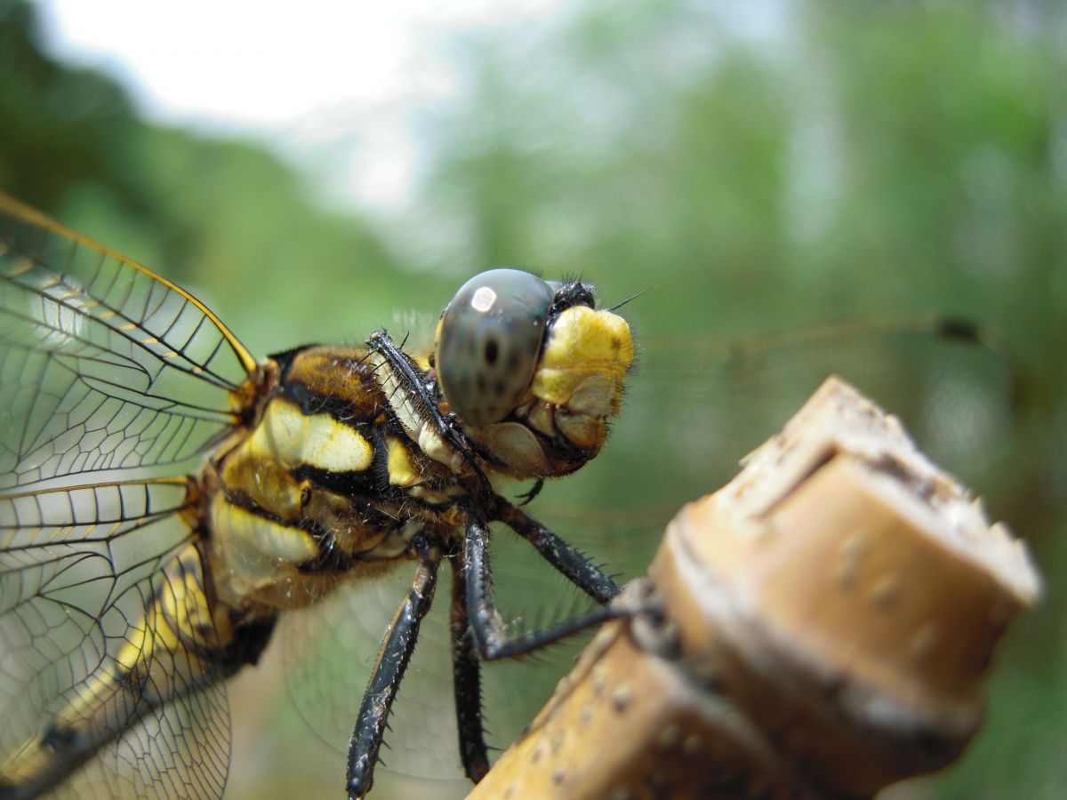 【美品✨】Nikon COOLPIX S620 コンデジCCD 作例有 COOLPIX S620で撮影された写真 | 写真検索 | GANREF