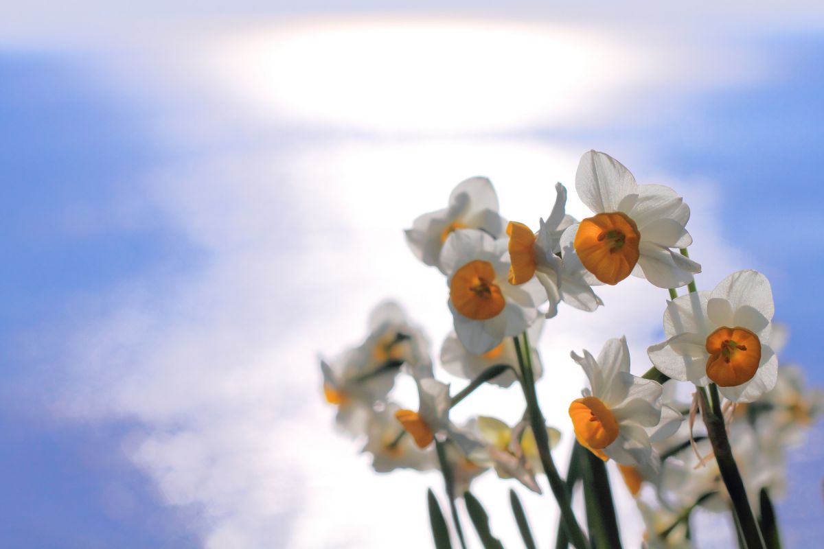 ナルシスの園 植物 花 花びら Ganref