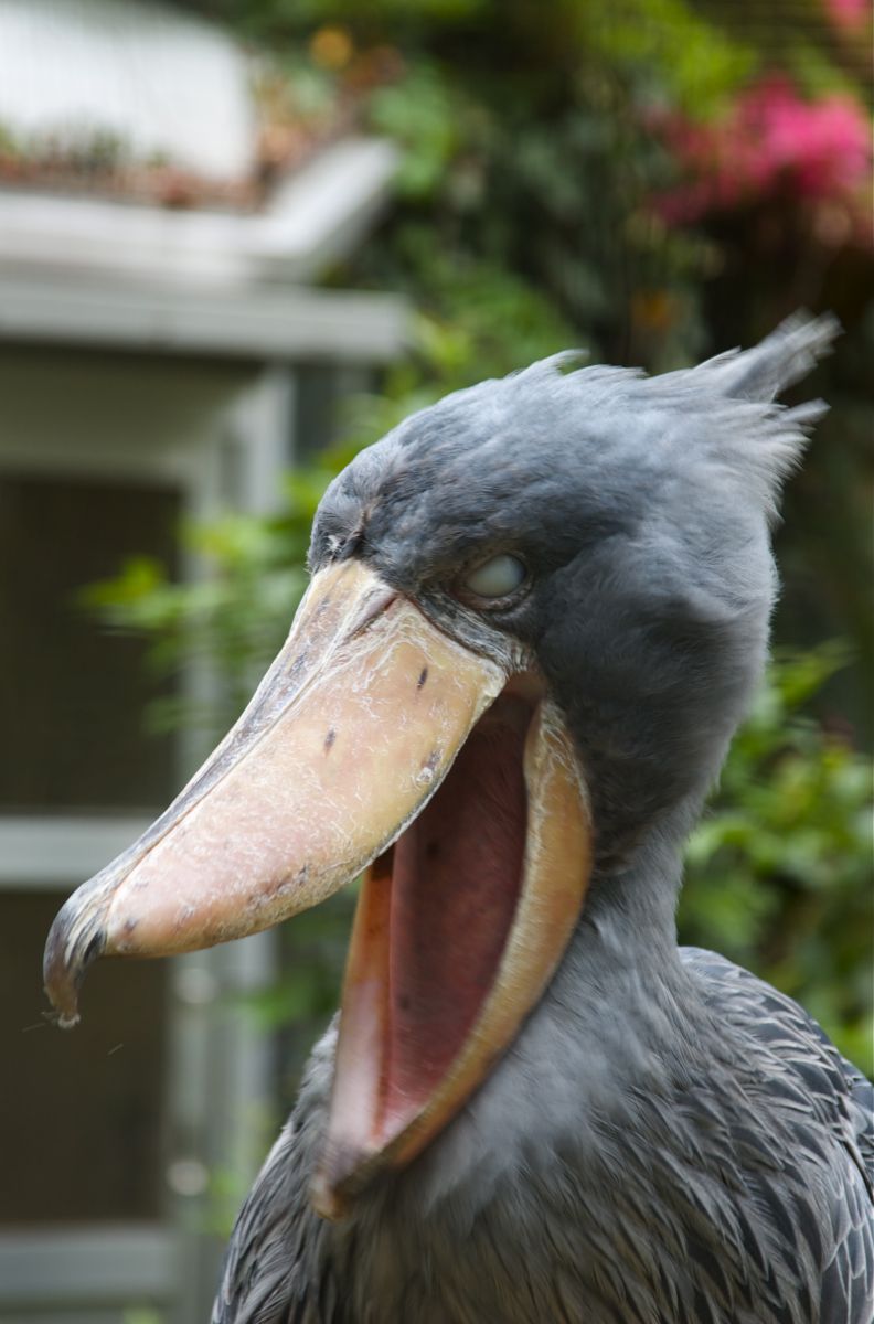 クワッ 動物 鳥類 Ganref