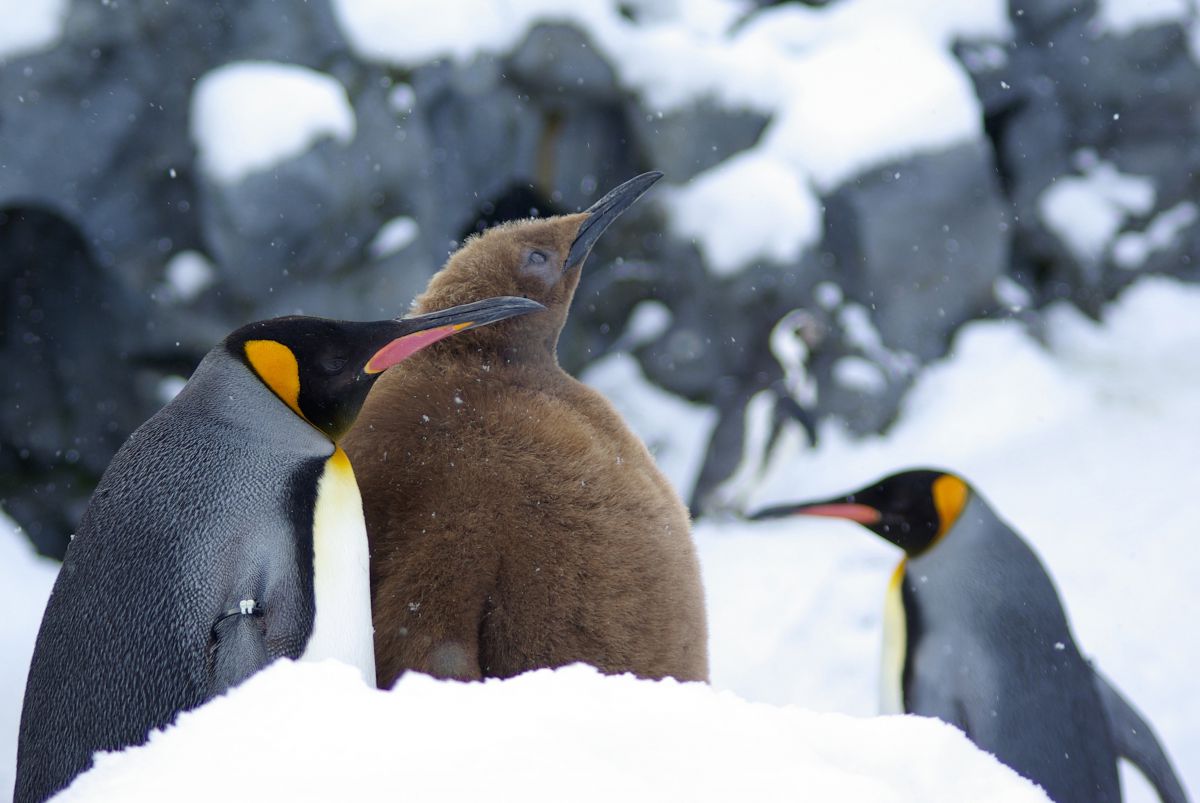 キングペンギンの親子 動物 鳥類 Ganref