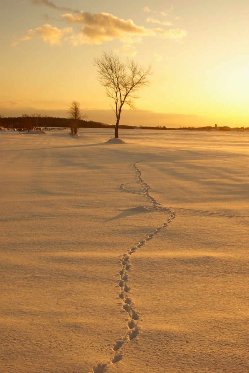 足跡 自然 風景 大地 Ganref