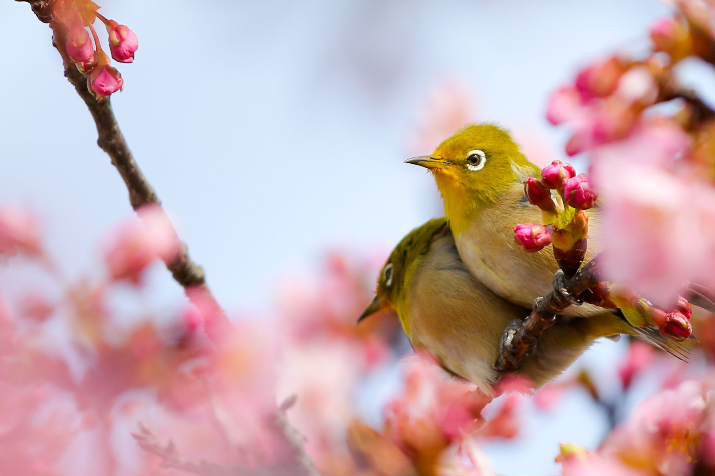 メジロの夫婦 | GANREF