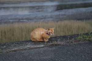 まえかがみ 動物 猫 Ganref