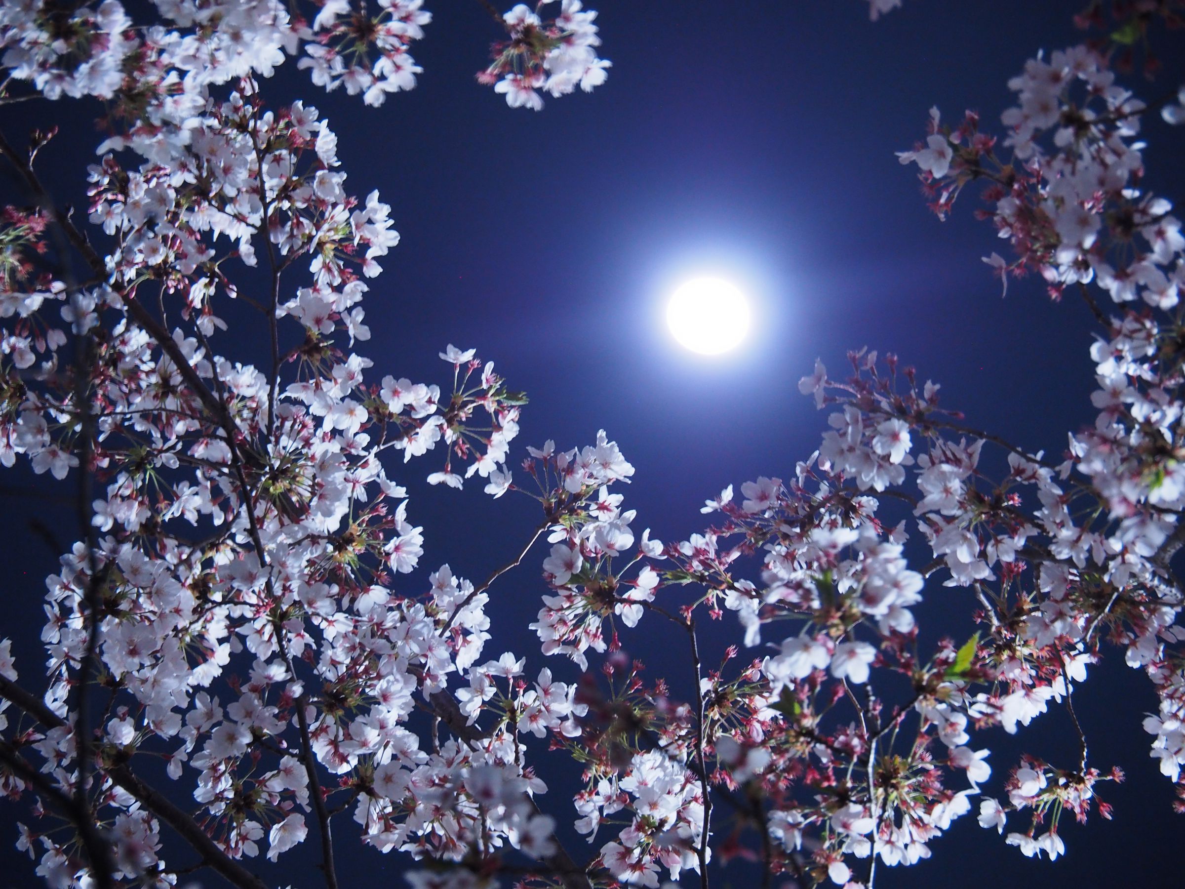 満月と夜桜 | GANREF
