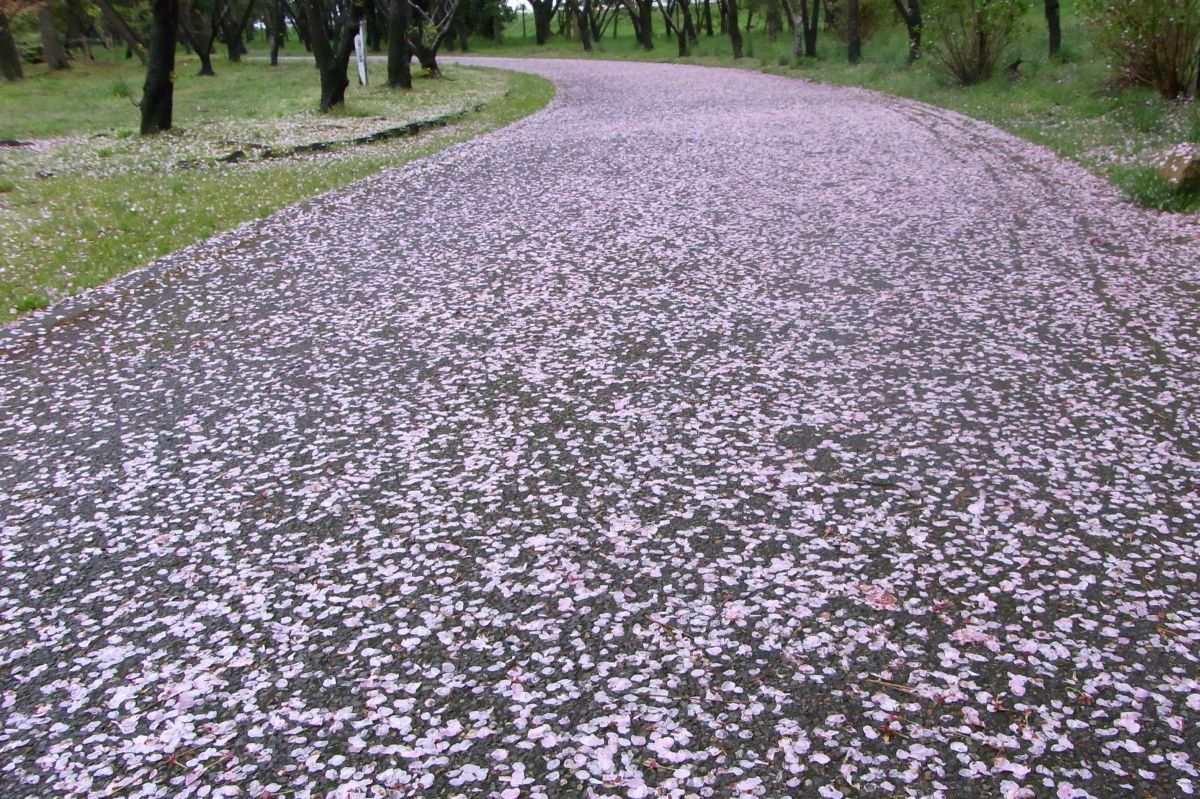 雨風の悪戯 | GANREF