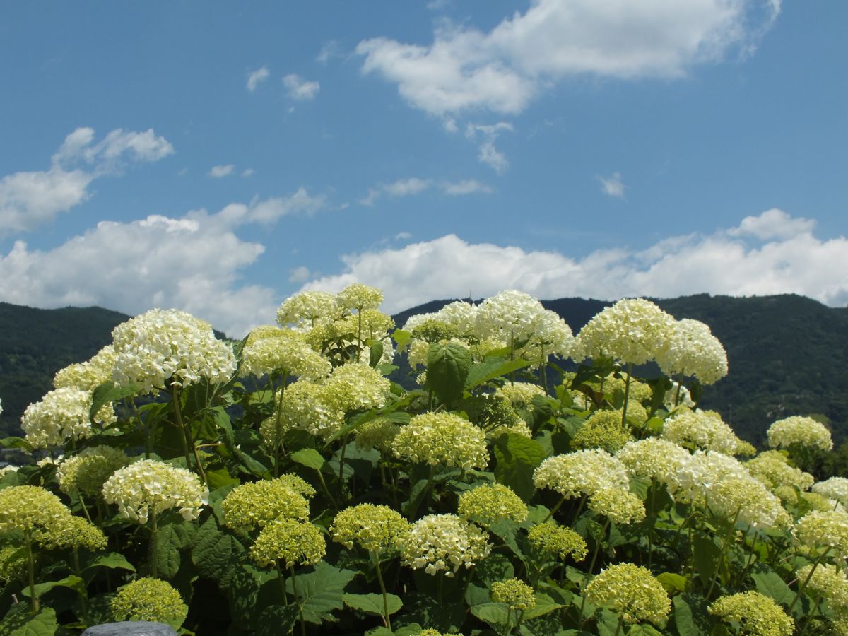 FinePix HS30EXRで撮影された写真 | 写真検索 | GANREF