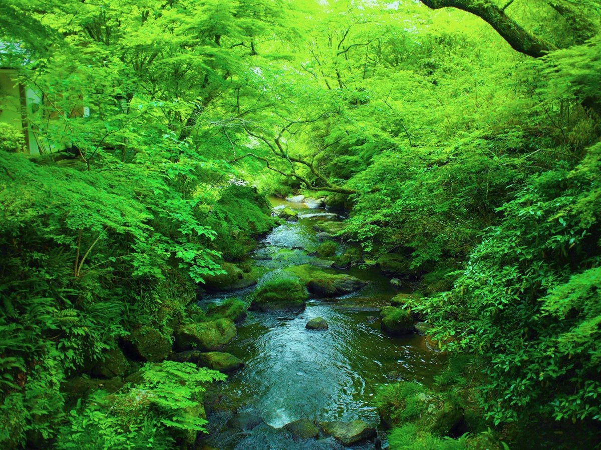 せせらぎ 自然 風景 森林 Ganref