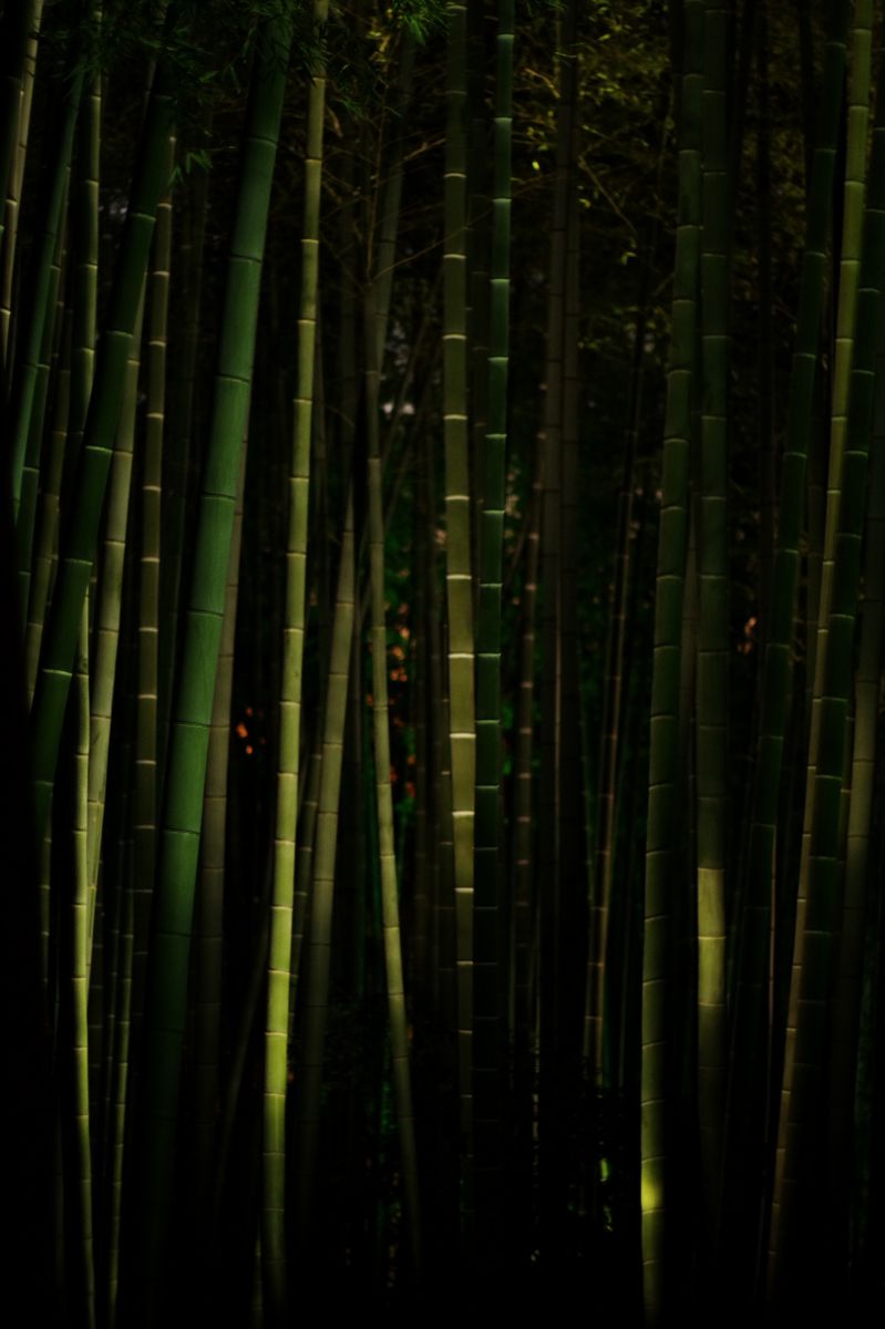 暗闇の竹林 Ganref