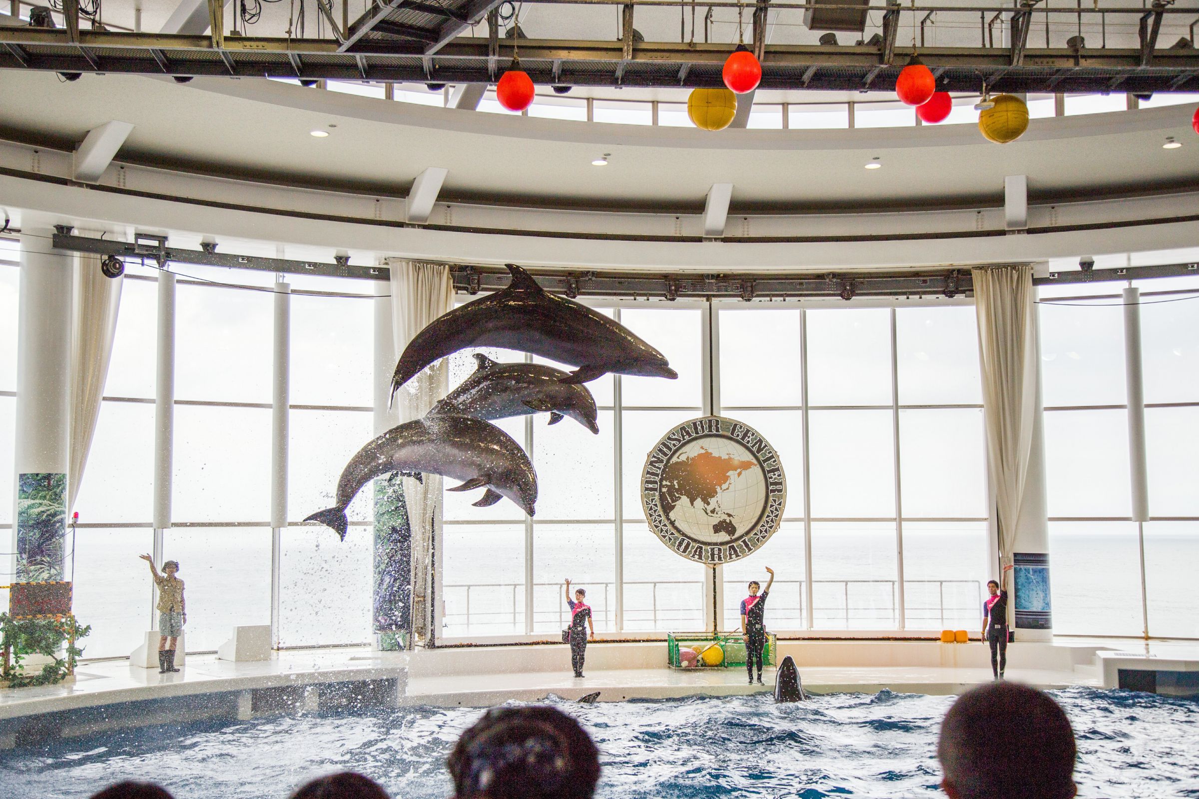 大洗水族館 イルカショーその2 | GANREF