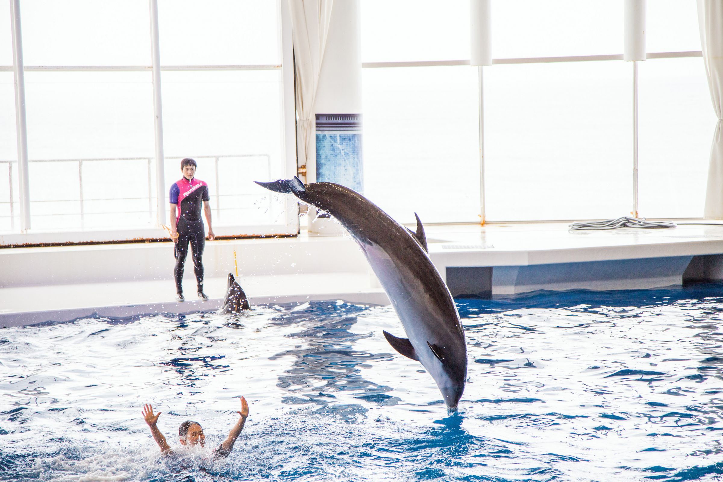 大洗水族館 イルカショーその1 | GANREF