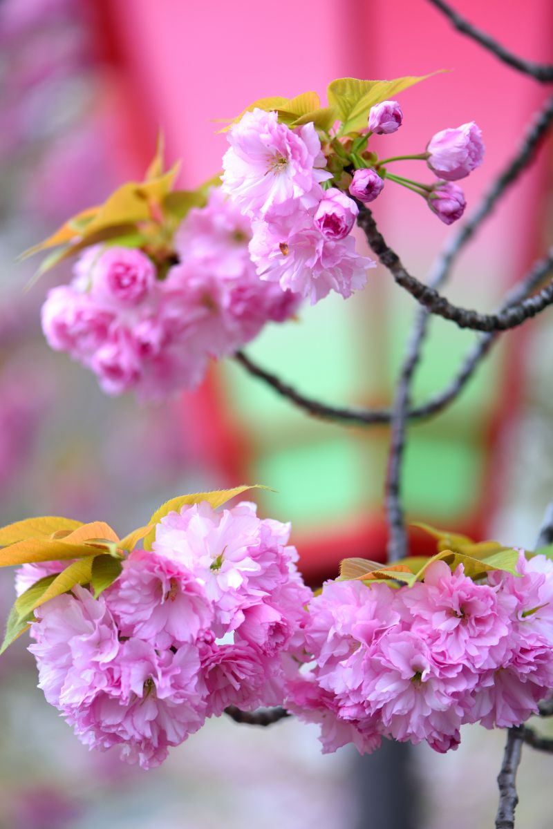 ぼんぼり桜 植物 桜 Ganref