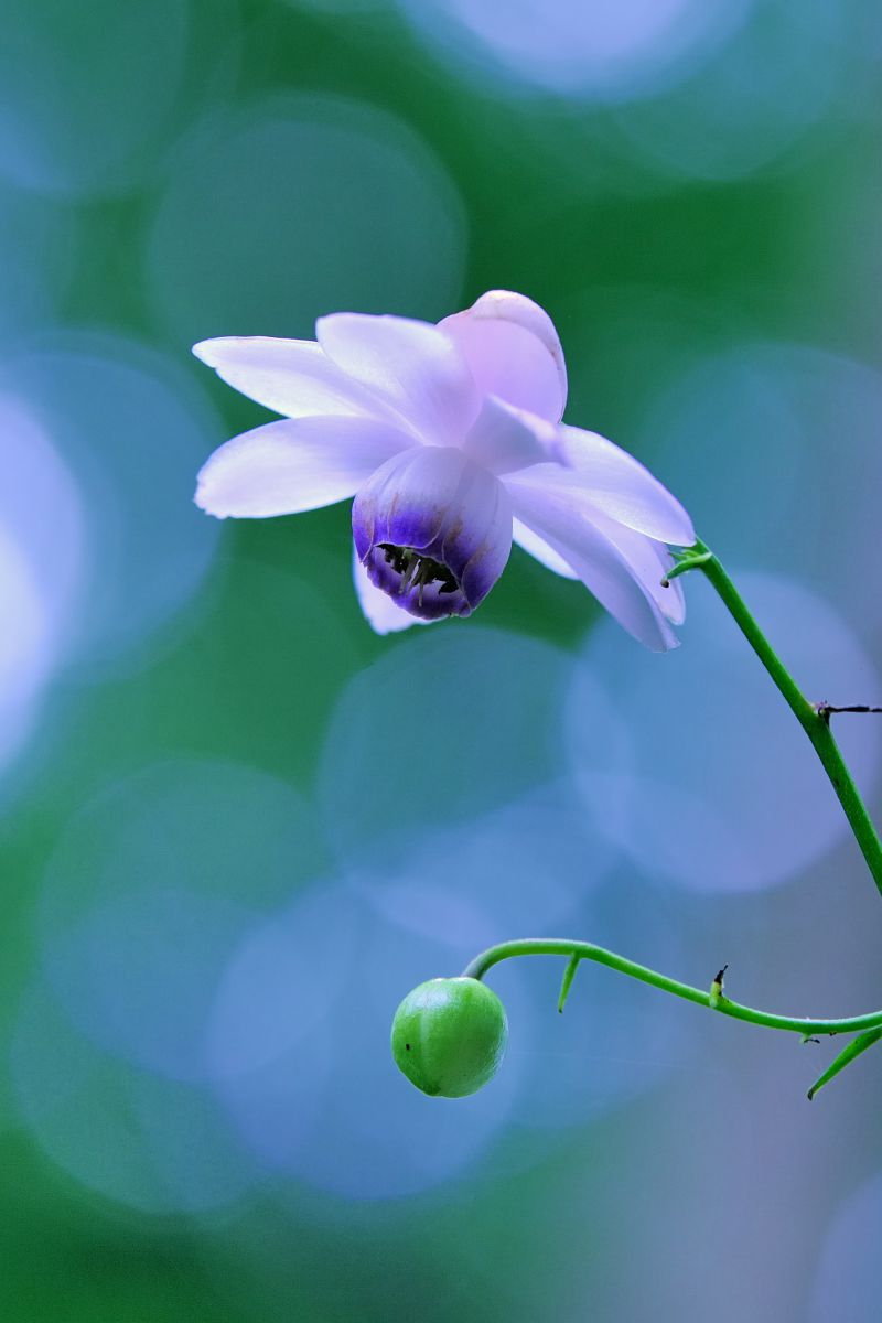 夏の妖精 植物 花 花びら Ganref