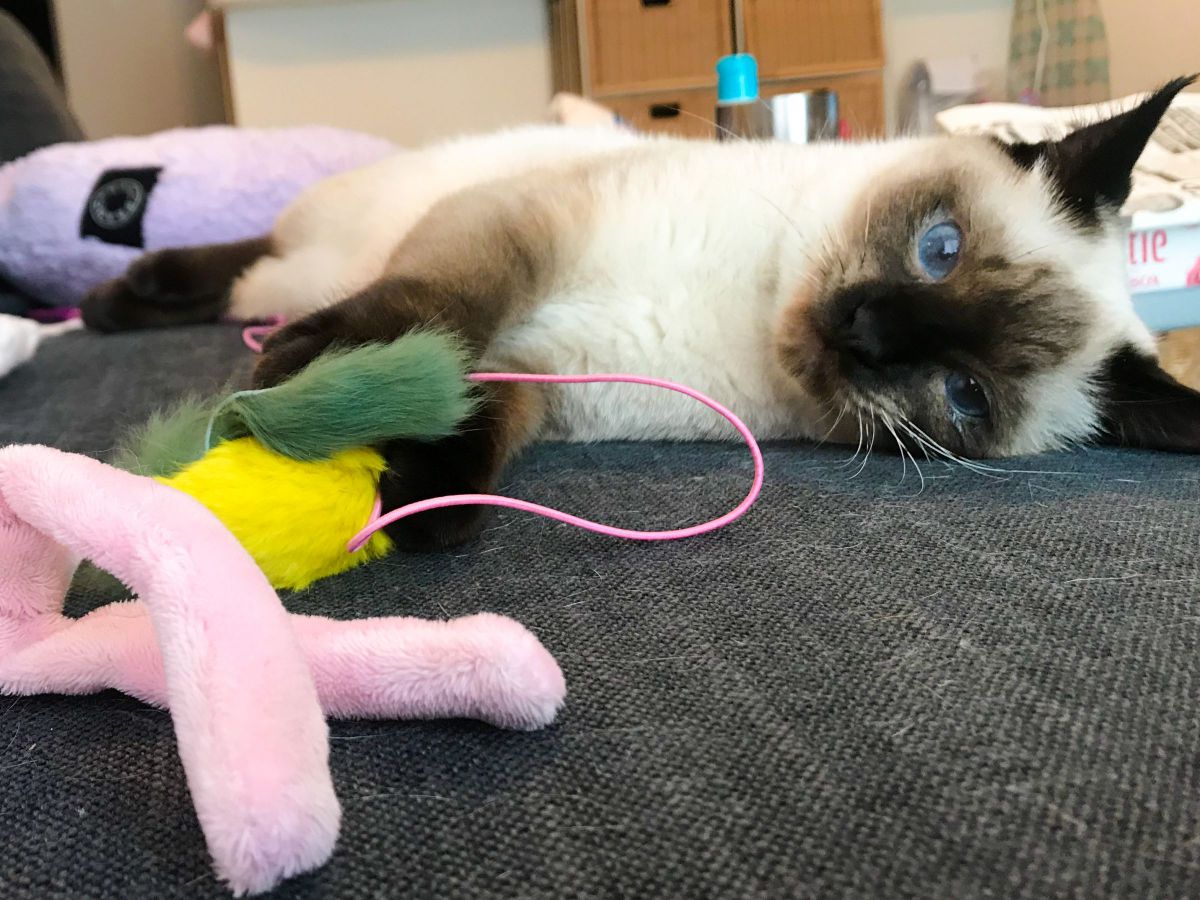 ネズミちゃんと遊んでコテッ 動物 猫 Ganref ネズミちゃんと遊んでコテッ 動物 猫 Ganref