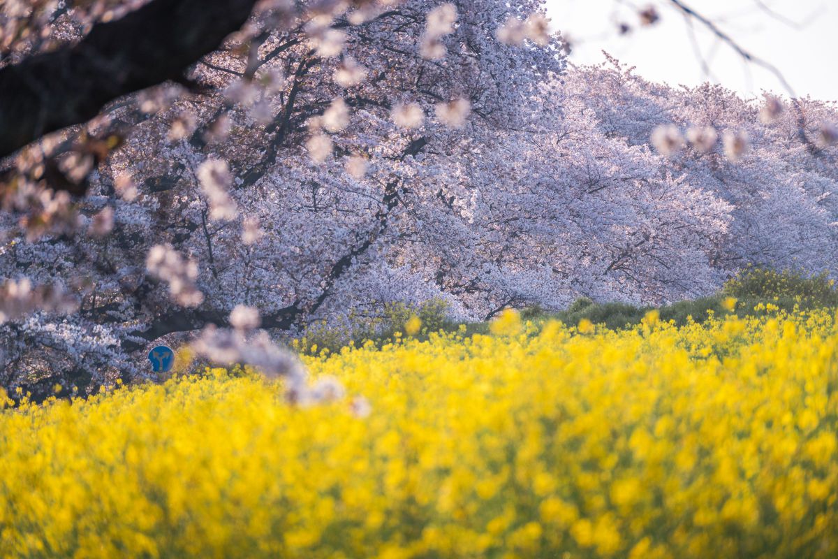 NIKKOR Z 28-400mm f/4-8 VRで撮影された写真 | 写真検索 | GANREF