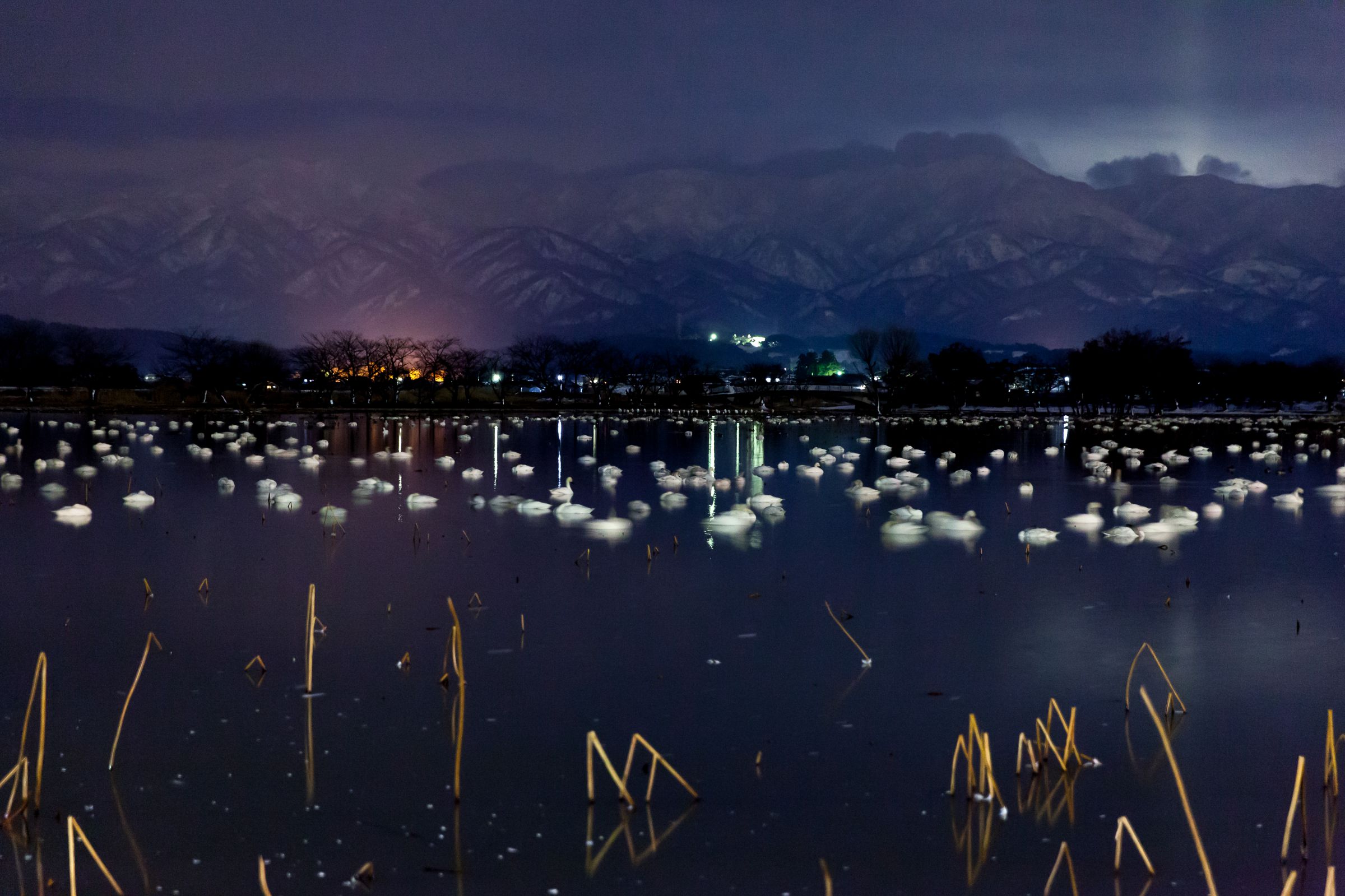 夜の白鳥 | GANREF