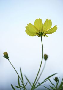 花一輪 ece0721211dc56a14eb7b6d458a178