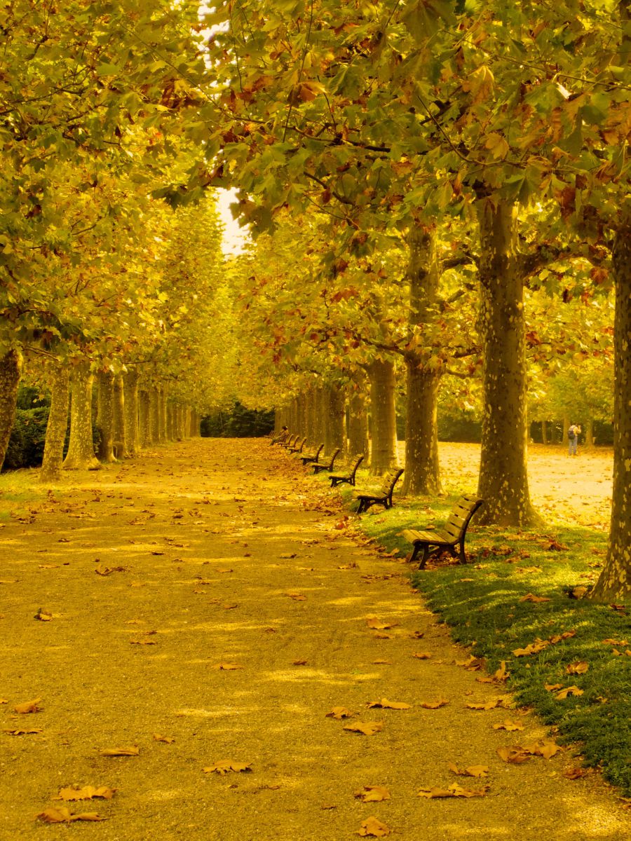 新宿御苑 秋 自然 風景 森林 Ganref