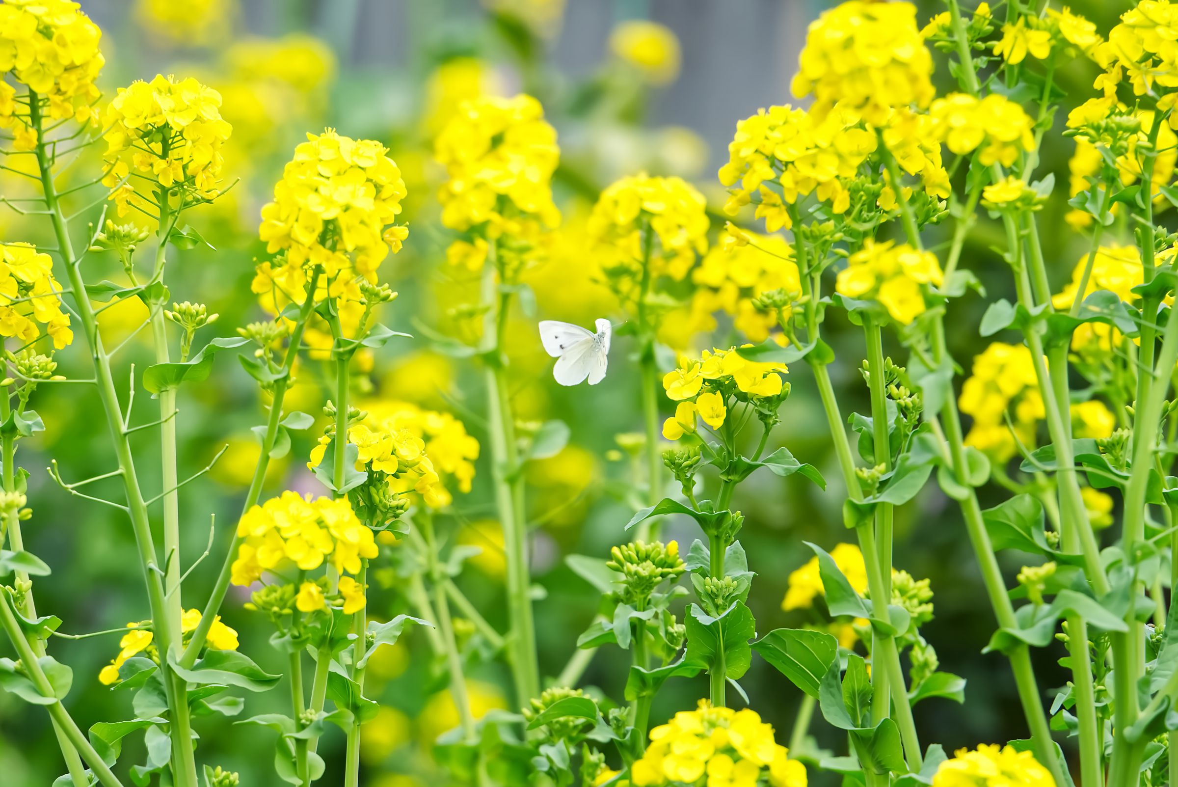 菜の花（セイヨウカラシナ）_15412b｜自堕落におれば涼しき二階かな